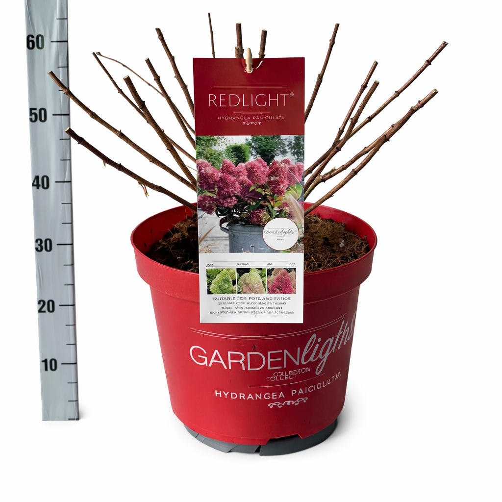 Hydrangea Pan. Red Light, D 26