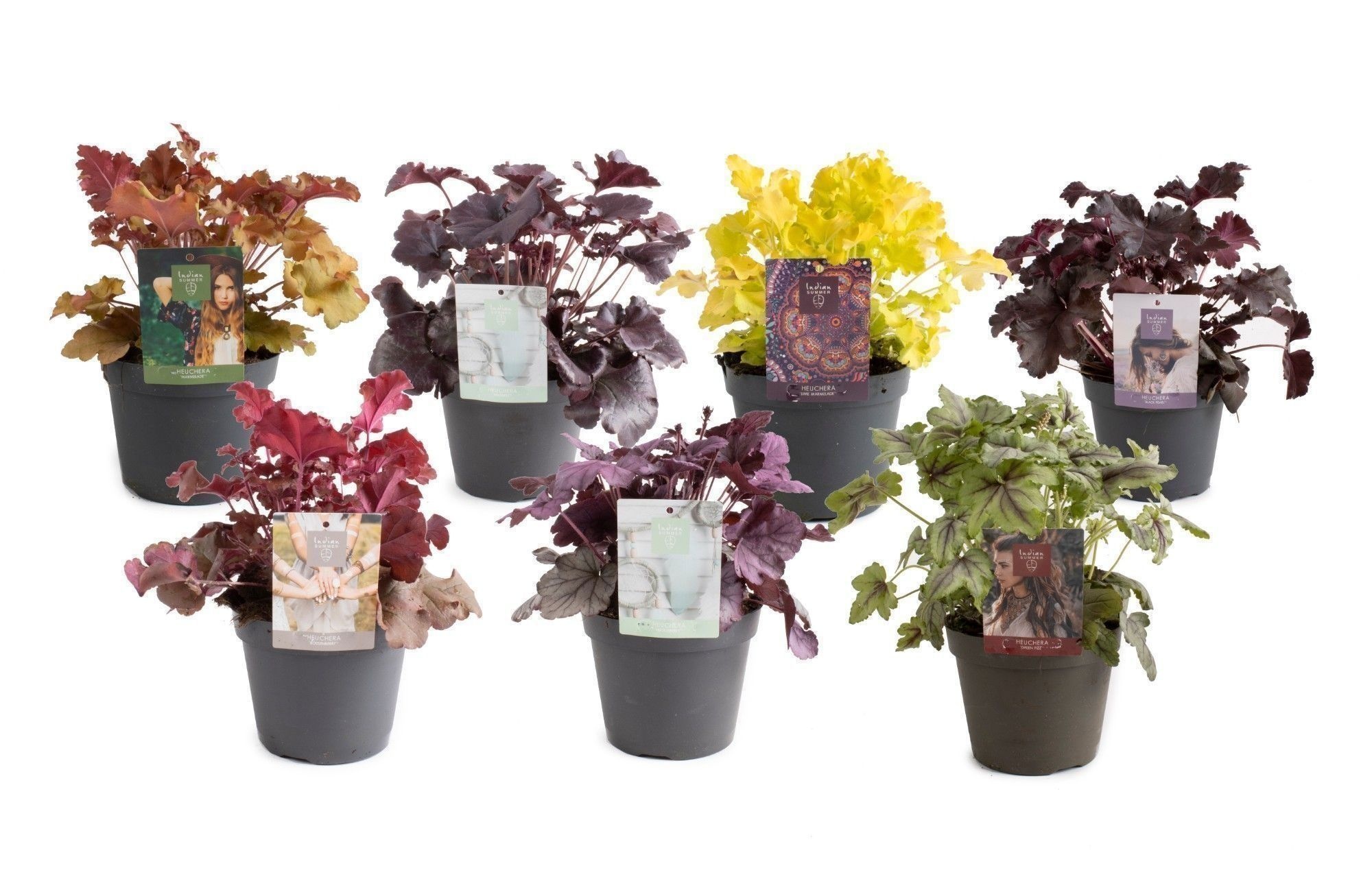 Heuchera Indian Summer mixtray, D 15 cm Heuchera Indian Summer mixtray, D 15 cm