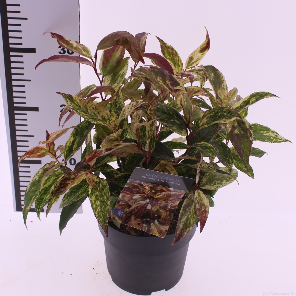 Leucothoe walteri 'Rainbow', D 17 cm