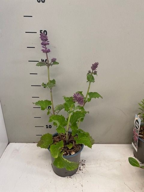 Salvia verticillata 'Purple Rain', D 14