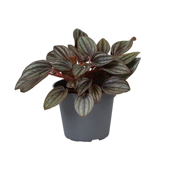Peperomia Caperata Lima TP6� 6 cm, D 6 cm Peperomia Caperata Lima TP6� 6 cm, D 6 cm