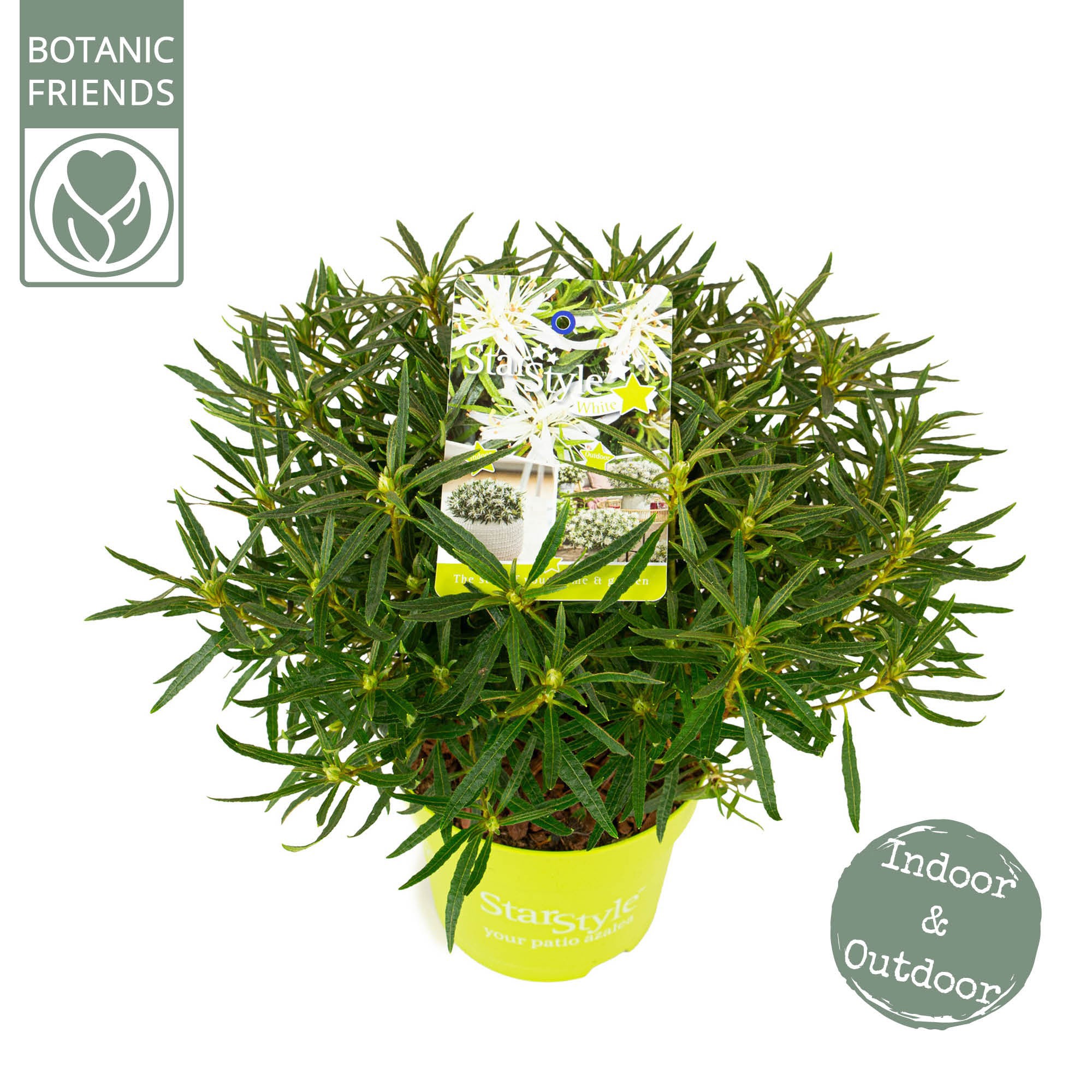 Azalea 'Starstyle White' ®, D 15