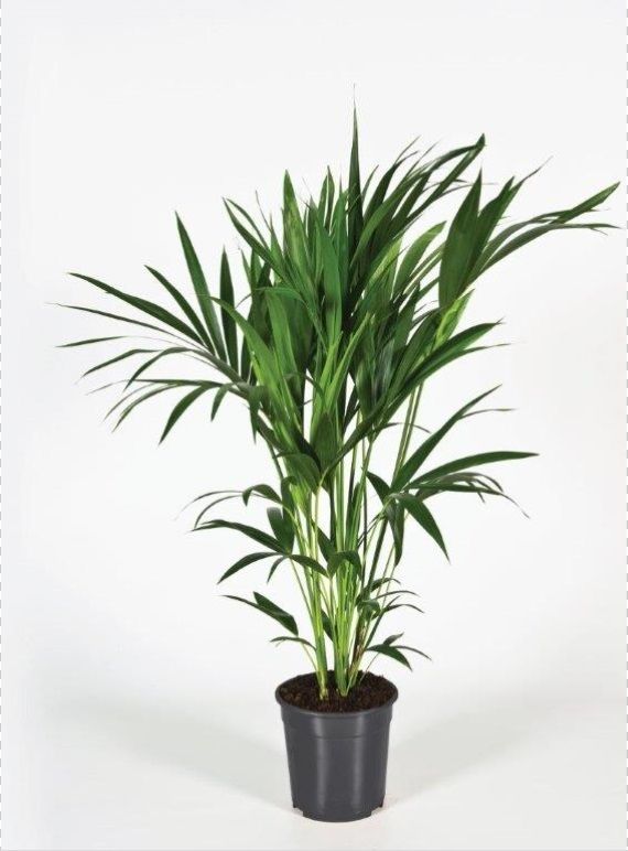 Howea forsteriana 120cm (Kentia), D 24