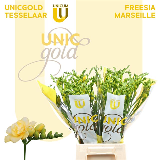 Фрезия дв. Марсель 50, шт.