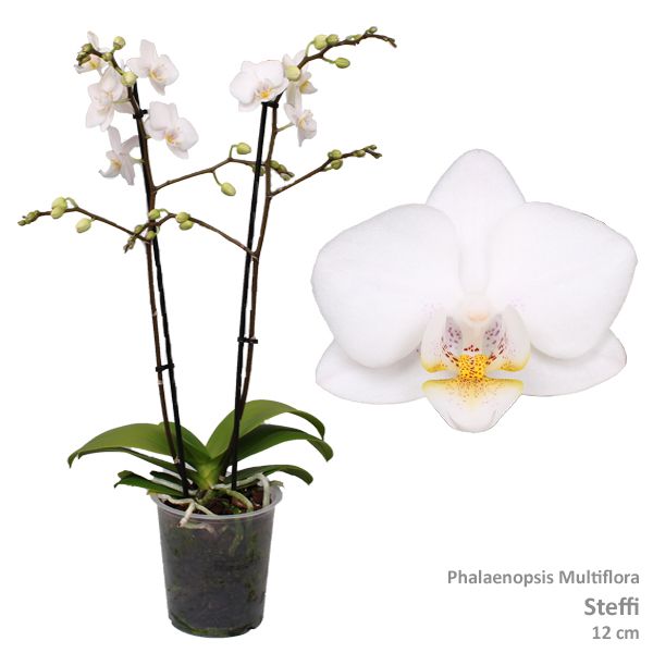 Phal. Multiflora "Steffie" 2-tak, D 12 cm