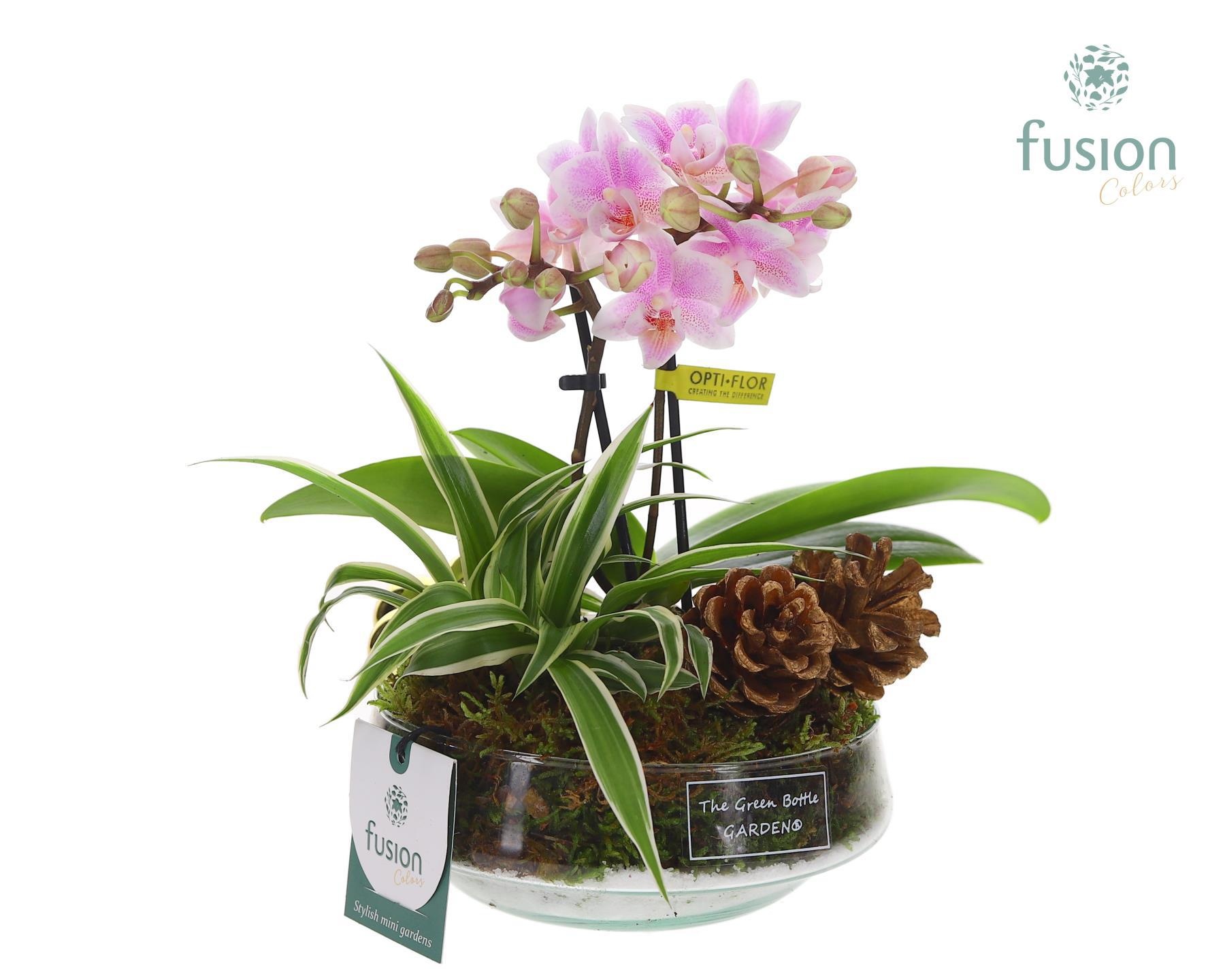 Green Bottle Iris Small met arrangement, D 15