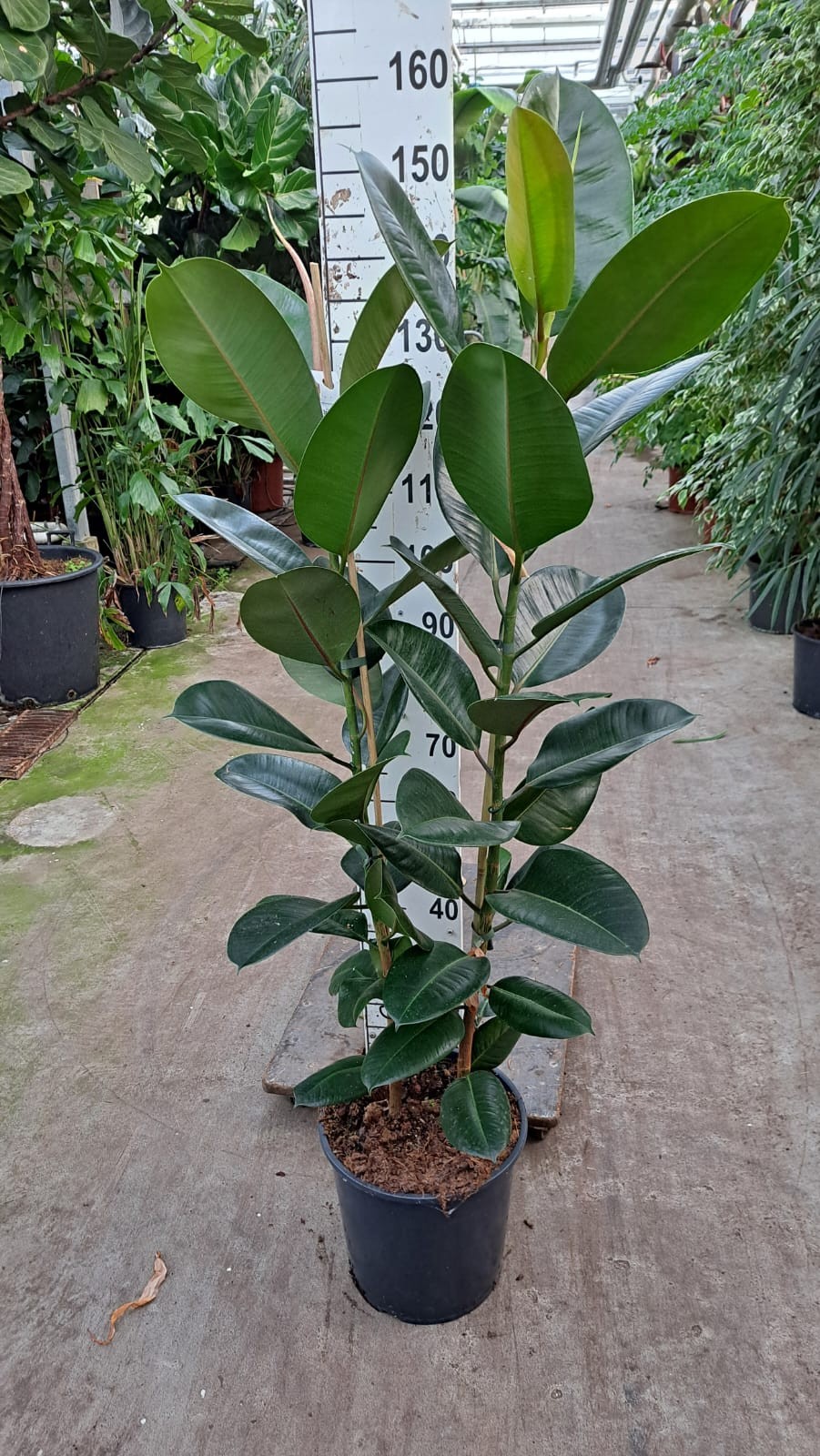 ficus robusta 2 toef 150, D 30 cm