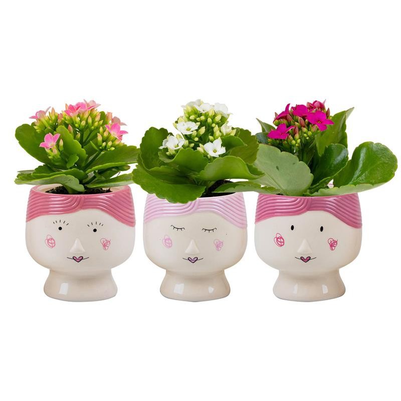 VALENTIJN CERAMIC 2026 KALANCHOE BLOSSFELDIANA, D 6