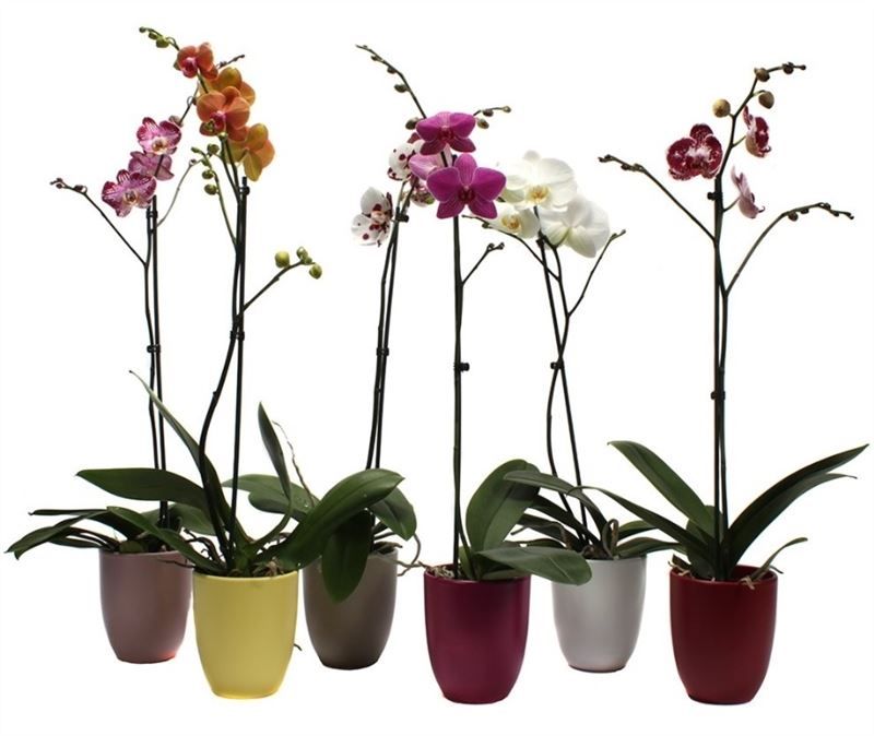 Hugo p12 mix paradise Phal mix 1T09+, D 12