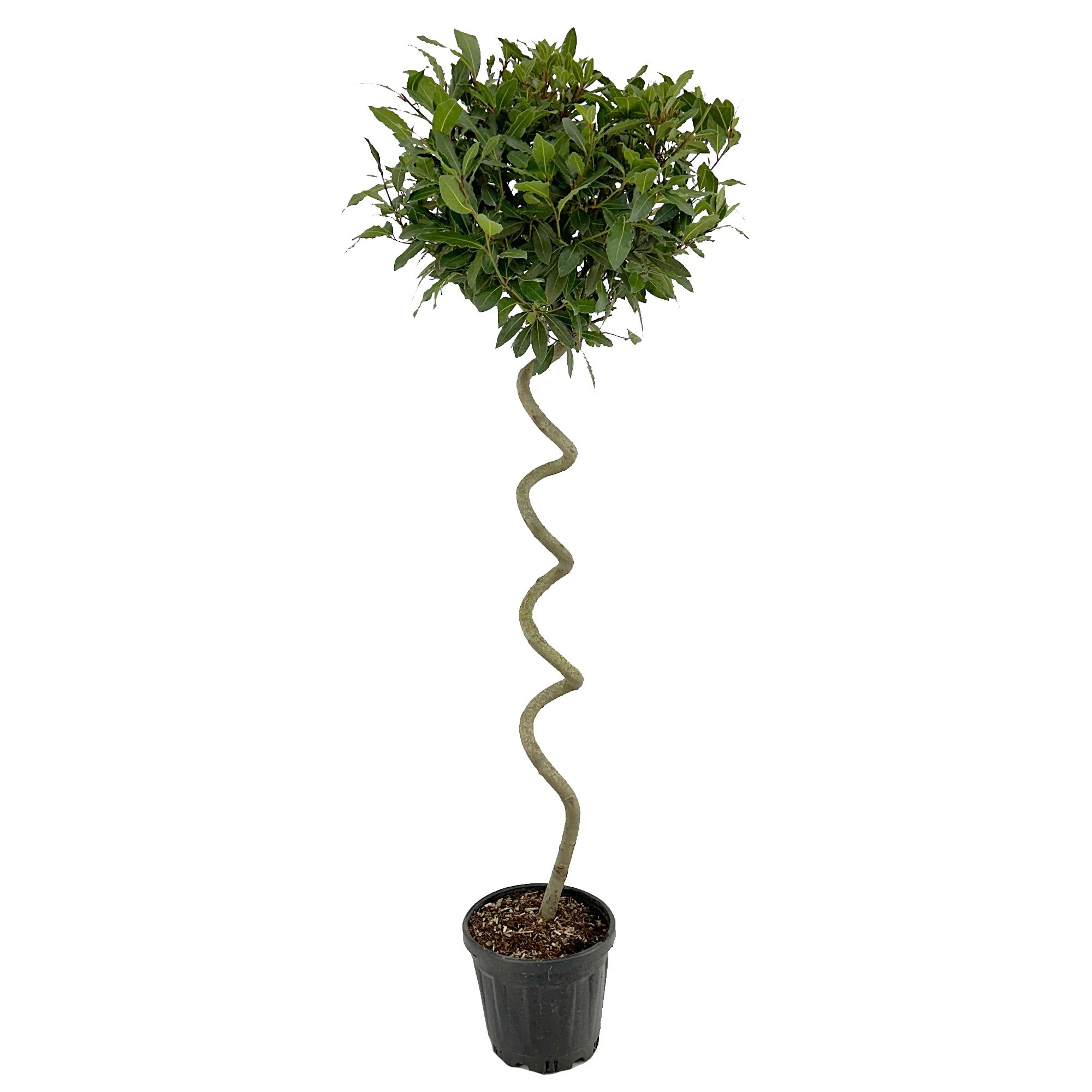 Laurus nobilis Kurketrekker, D 25