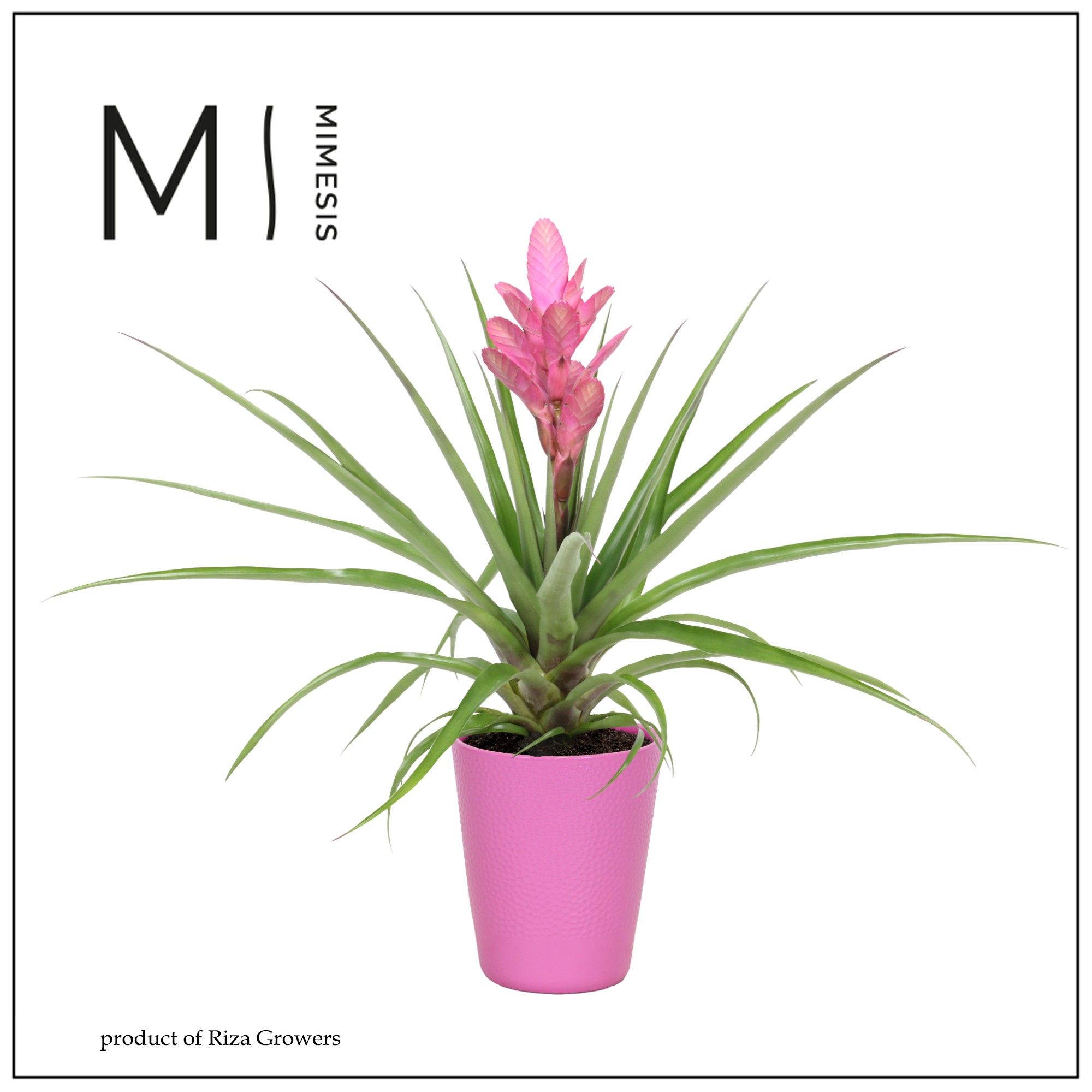 Tillandsia Antonio - 13cm in Florence | Mimesis, D 13