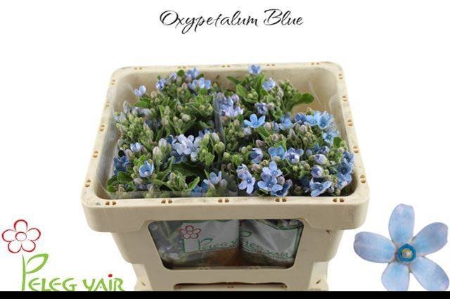 Оксипеталум Таниока Пьюр Блю 45 (голуб.), шт.