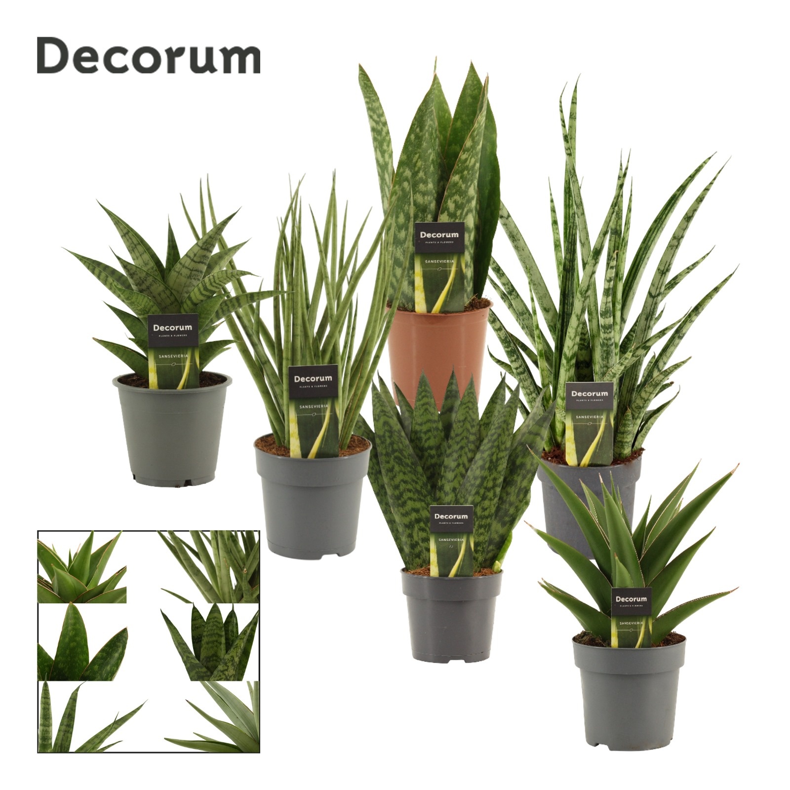 Sansevieria Luxury Mix 12 cm (Decorum), D 12