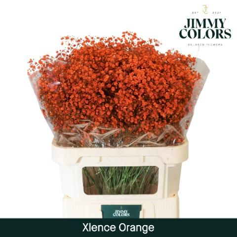 Гипсофила Овериг Крашеная (краш. ) 80, шт.