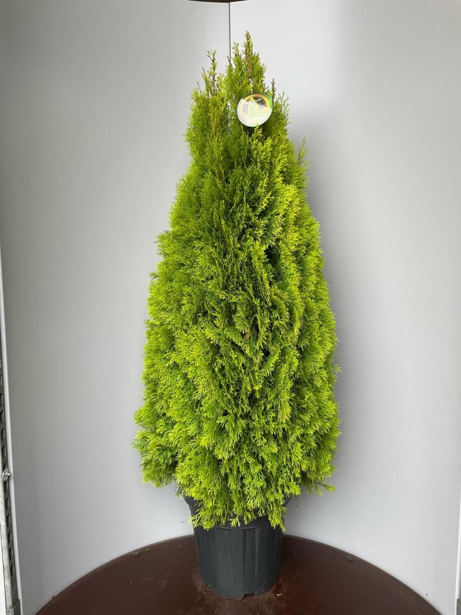 Thuja occ. Golden Smaragd, D 38