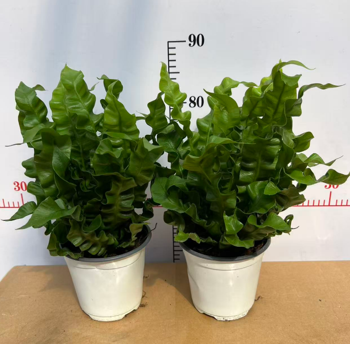 Блечнум ориентале спекиал-граде Фиребирд Нест Папоротник 14 30