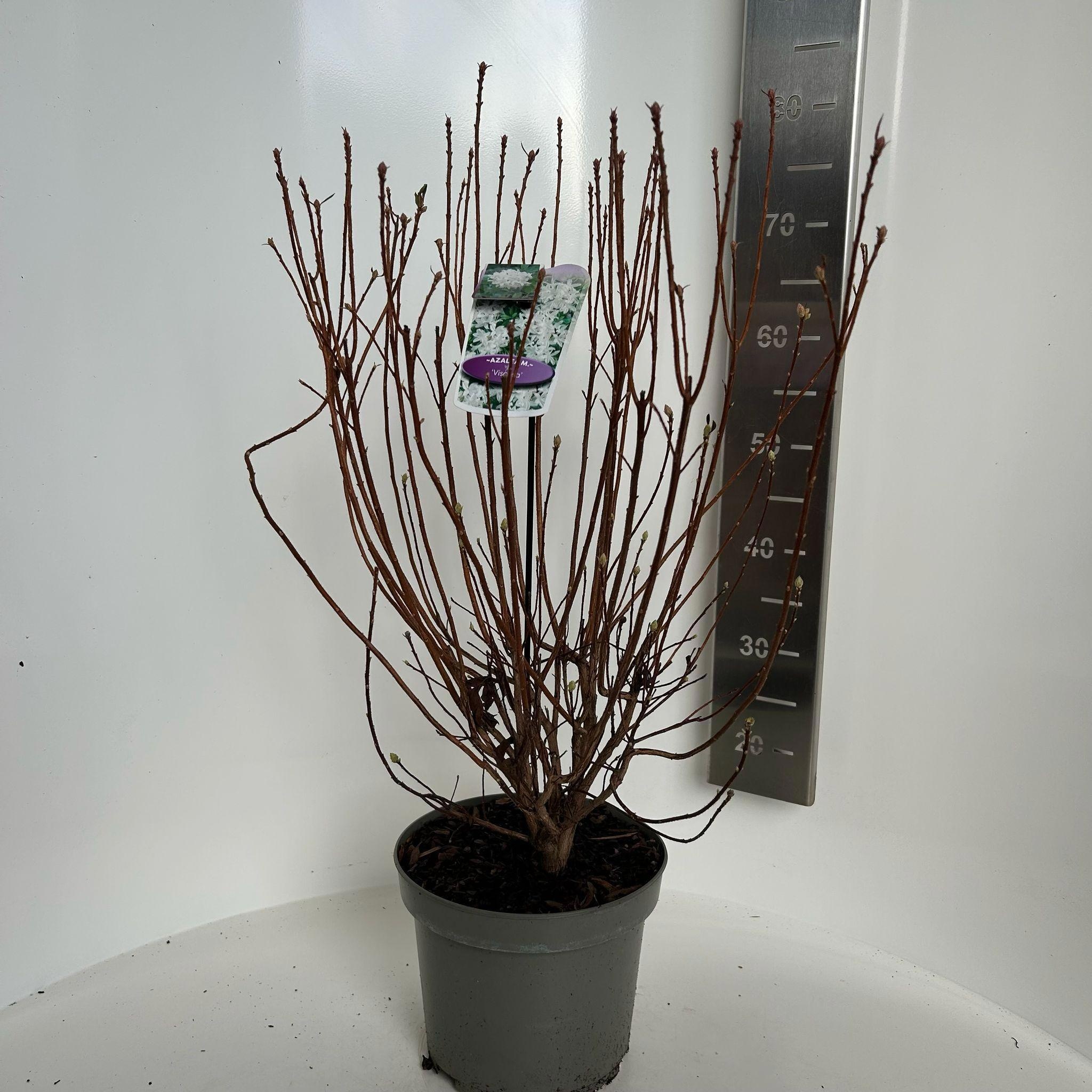 Rhododendron (AK) 'Viscosa', D 23