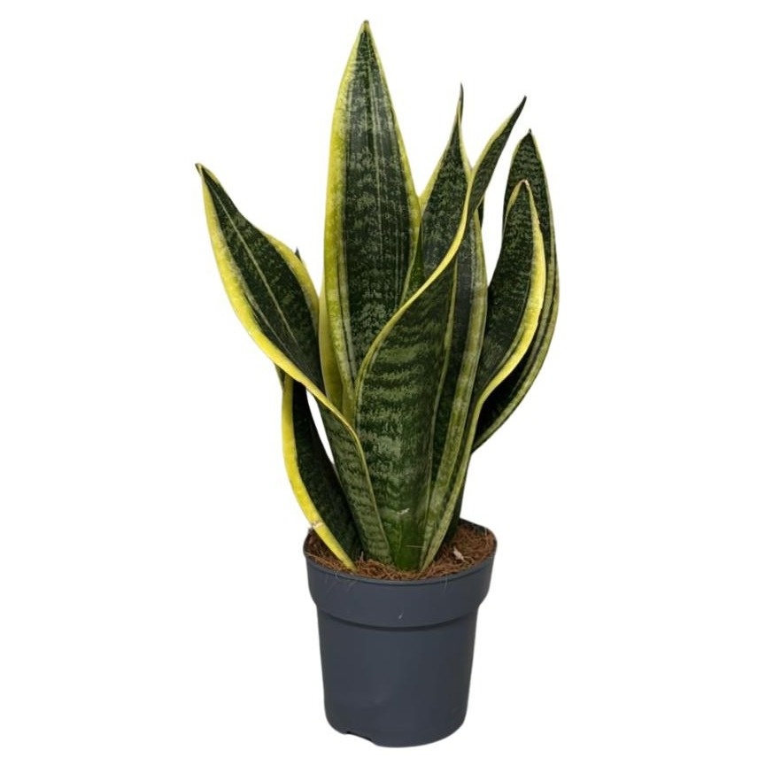 Sansevieria Superba 3pp, D 12