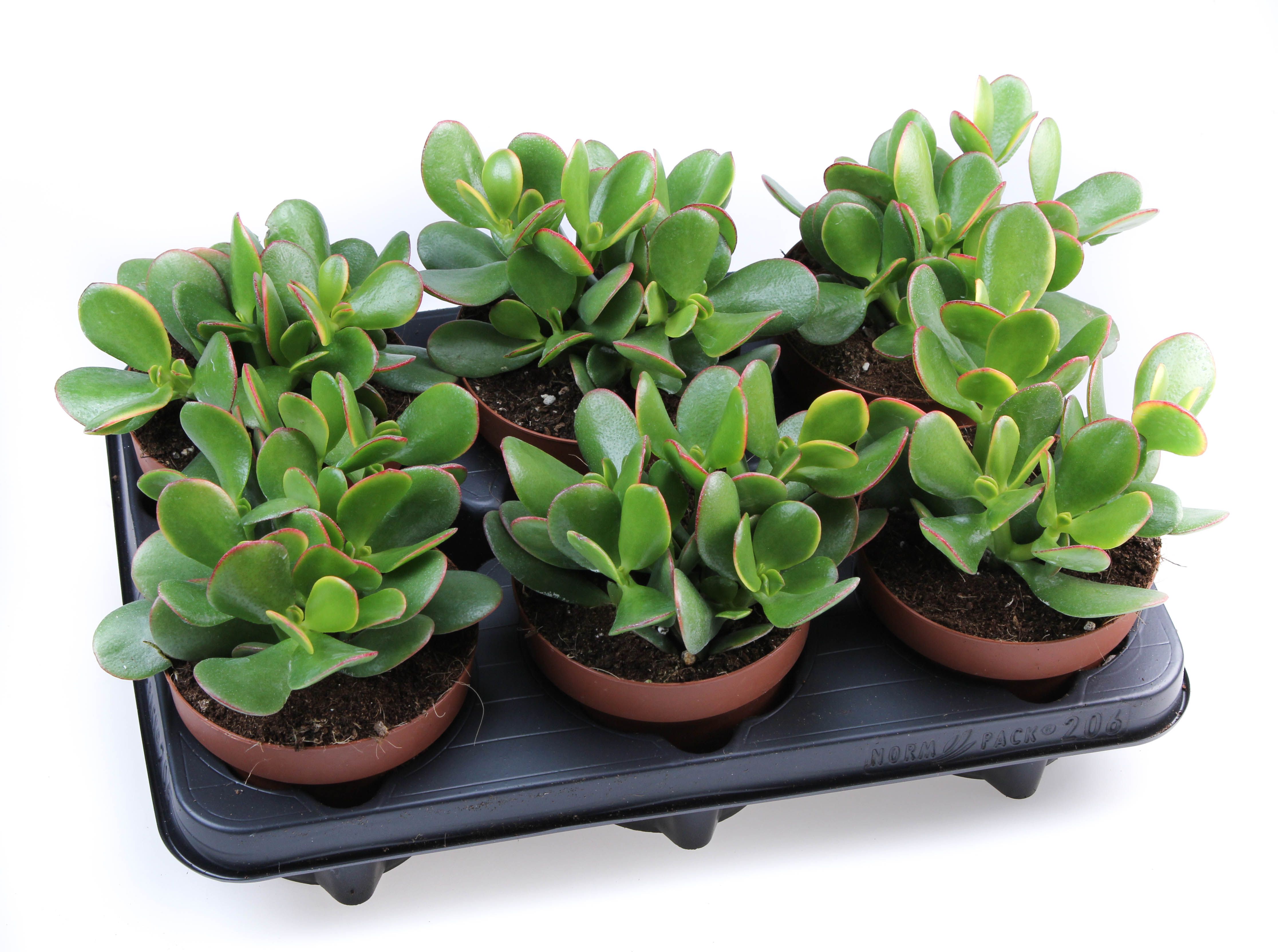 Crassula ovata sunset, D 12