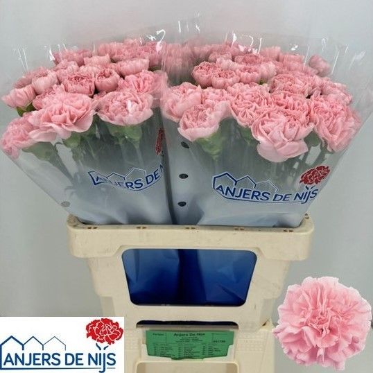 Диантус од. Пинк Монтезума, шт.