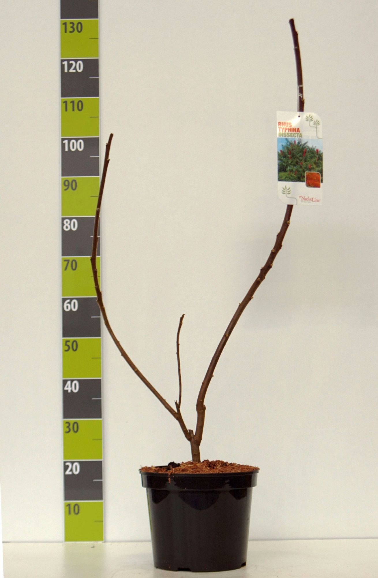 Rhus typhina Dissecta C 7,5, D 27