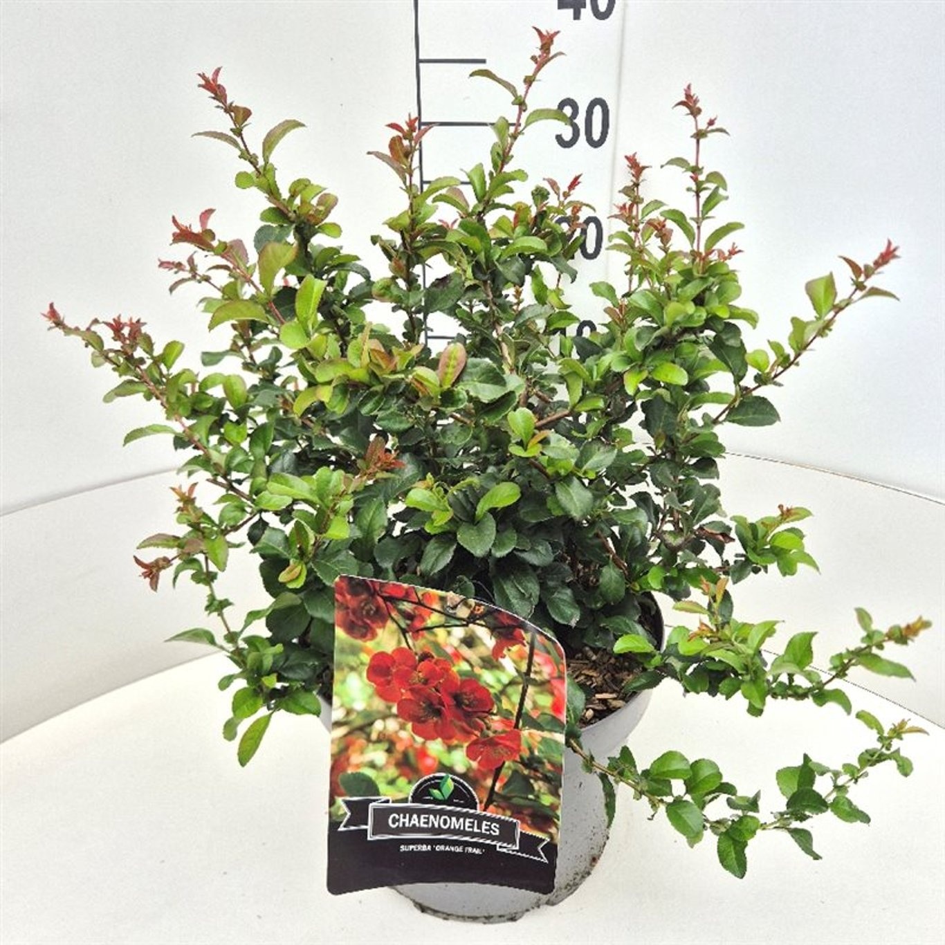 Chaenomeles sup. 'Orange Trail', D 28