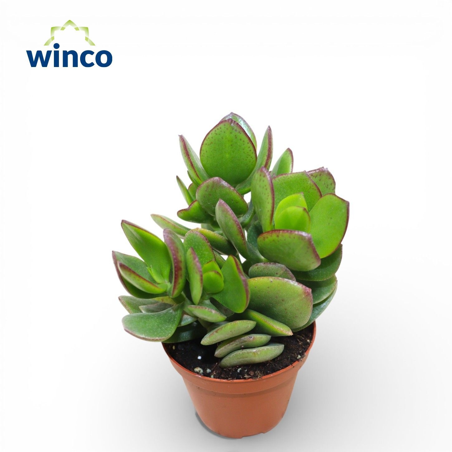 Crassula Oblique, D 8,5