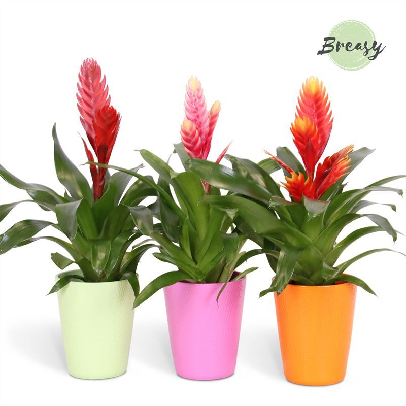 Vriesea Cupcake - 13cm in Florence | Mimesis, D 13