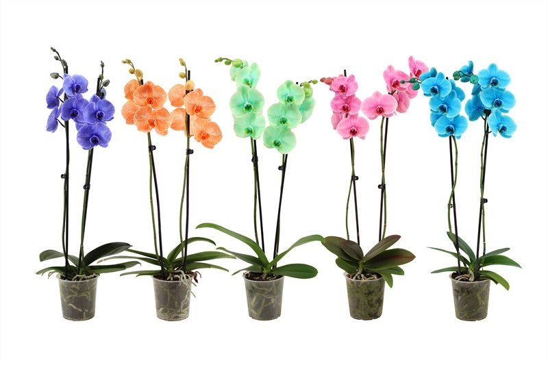 Phal I am mix 2T14+, D 12