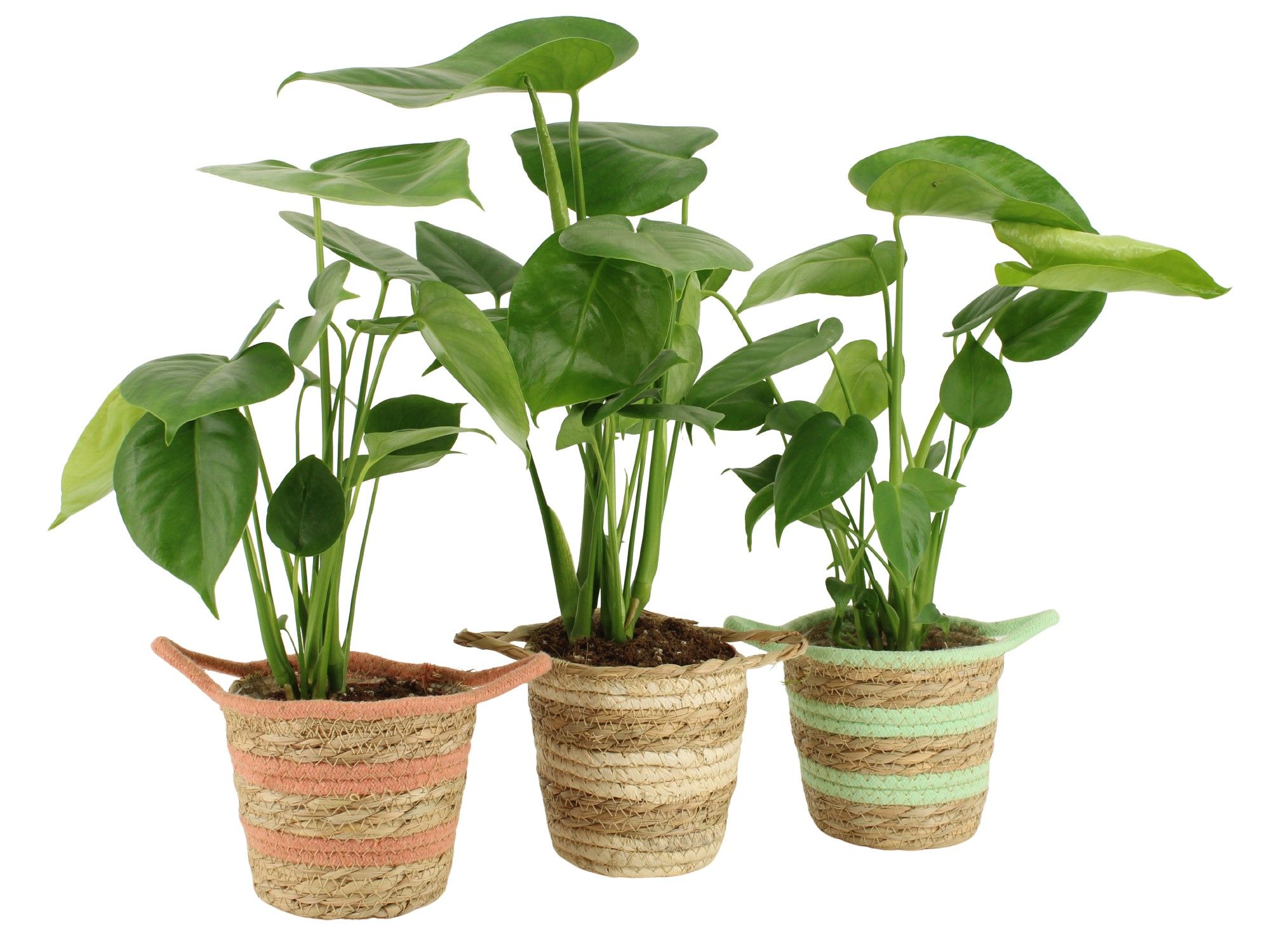 7502555: Solutionss Contradiction, D 12