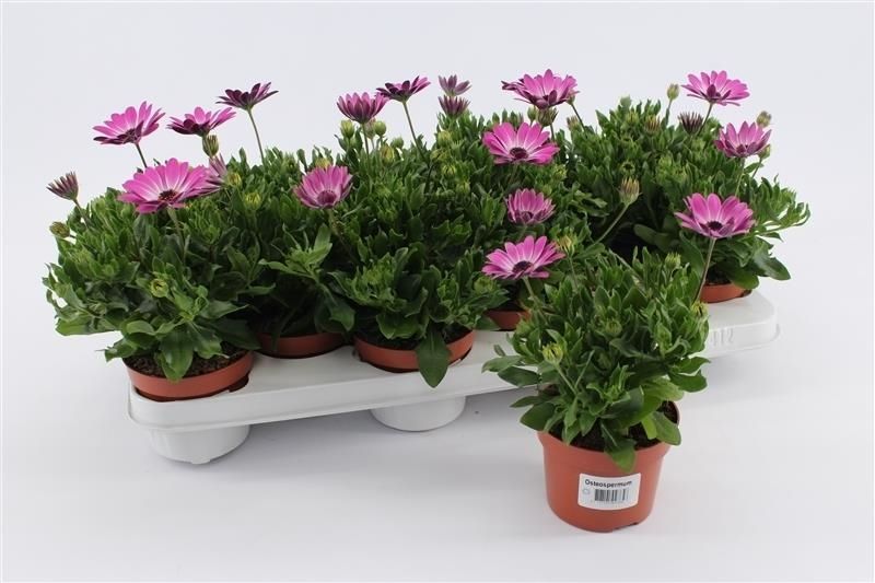 Osteospermum Purple White, D 10,5