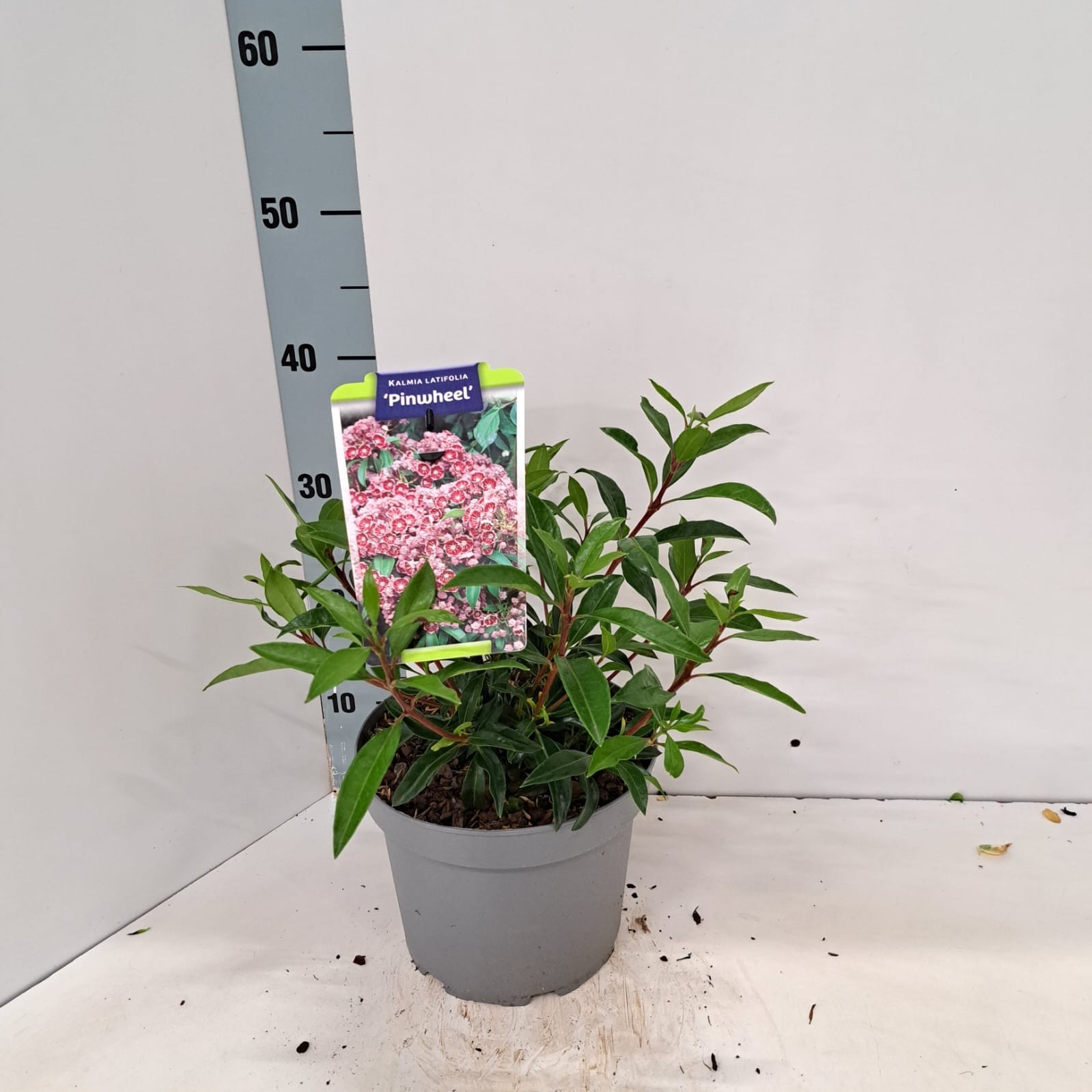 Kalmia lat. 'Pinwheel', D 21