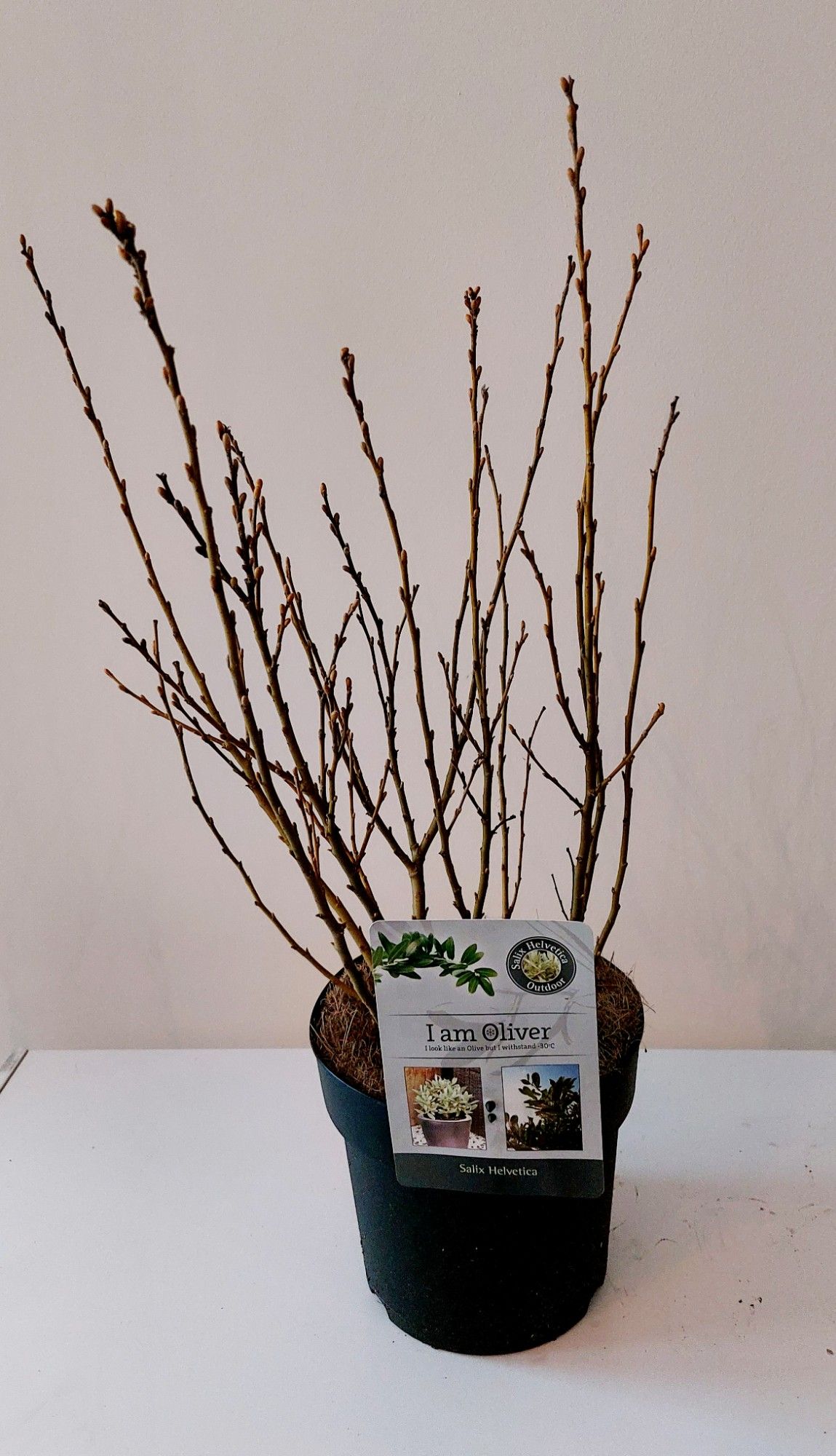 Salix Helvetica bush p19, D 19