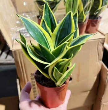 Сансевиерия ханни блэк голд 10 20 10 18