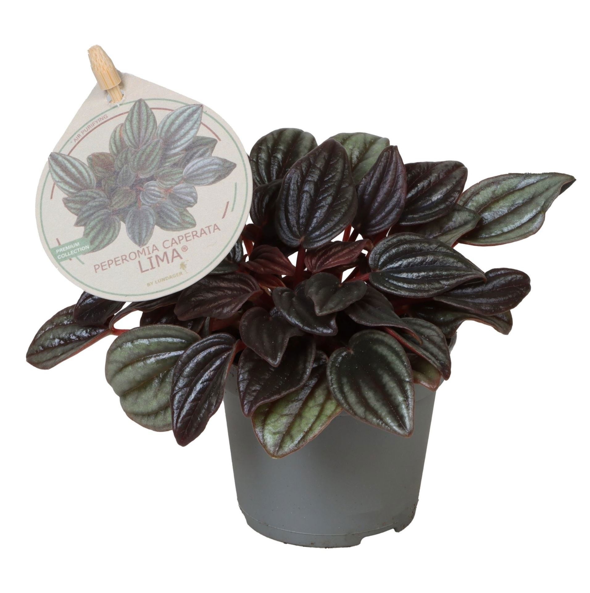 Peperomia Albovitatta Argyreia Lima TP6� W. Label 6 cm, D 6