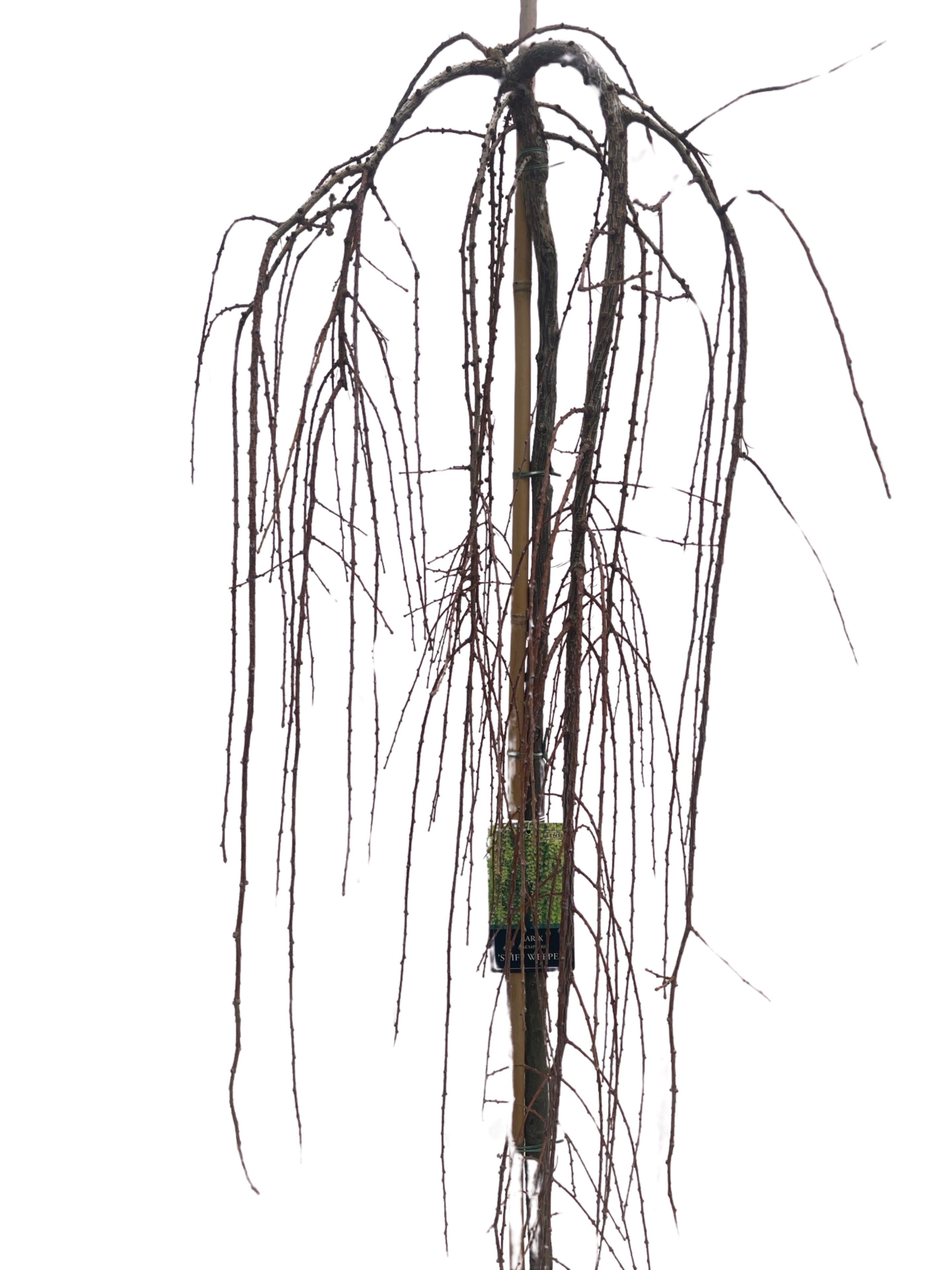 Larix Kaempferi Stiff Weeper Stam 150cm, D 32