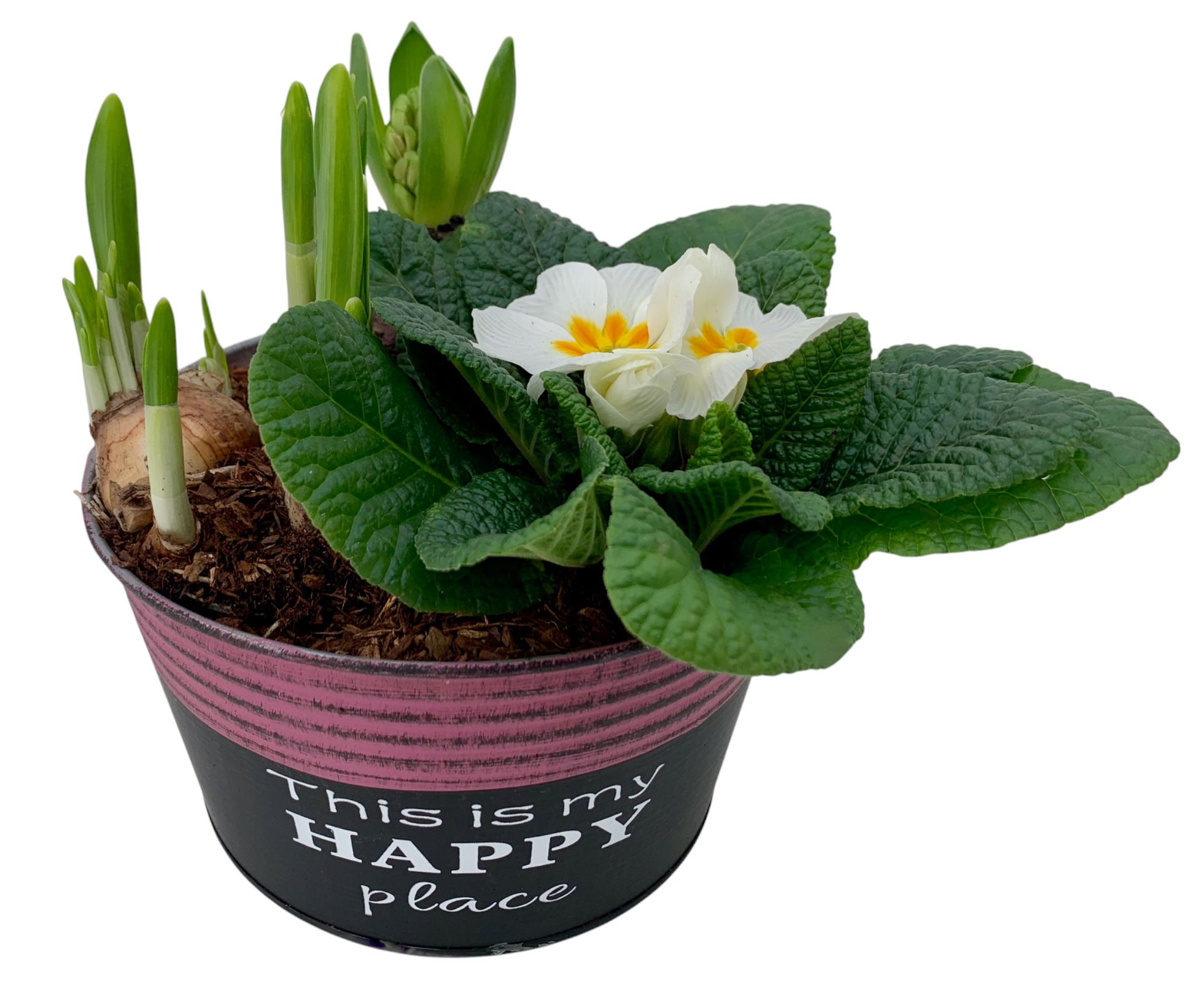 Primula Happy Zink rond Prim + Hyacint + Tete 653, D 16