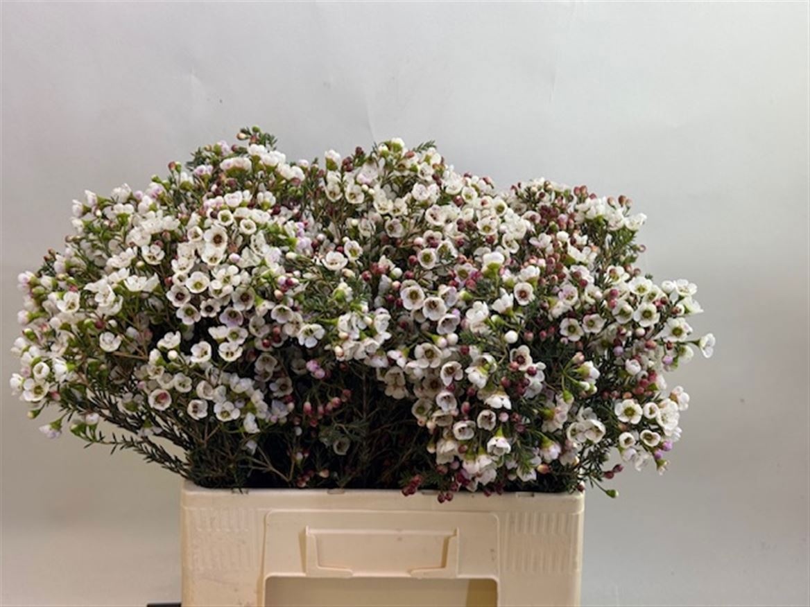 Шамелациум Мунлайт Делайт 60, шт.