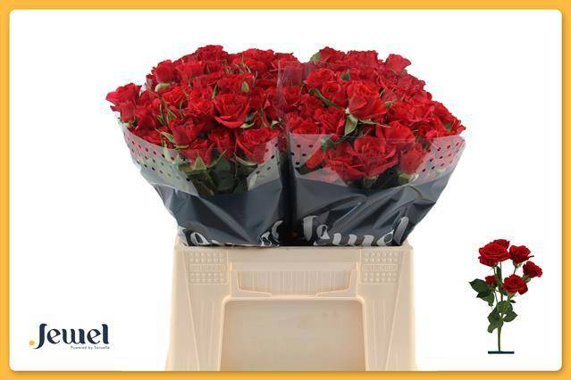 Роза куст. Мирабель 40, шт.