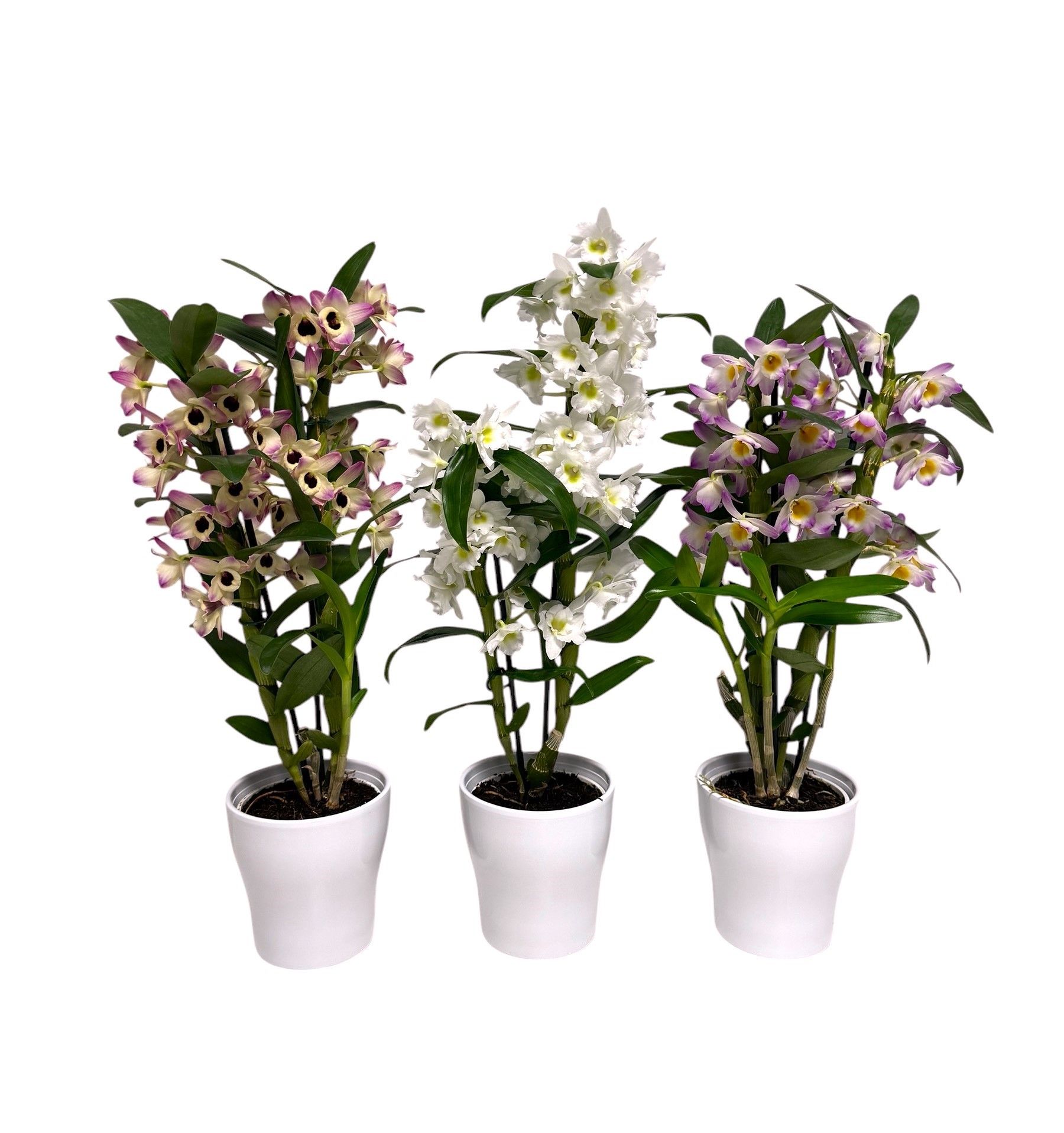 Dendrobium Nobile Mix 2 stam 10+ tros in Anna keramiek, D 12