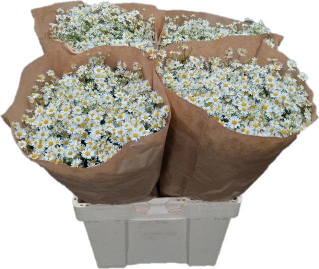 Танацетум Сингл Вегмо 60 (бел.), шт.