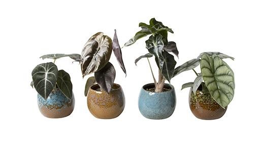 Alocasia Mix L 724, D 6