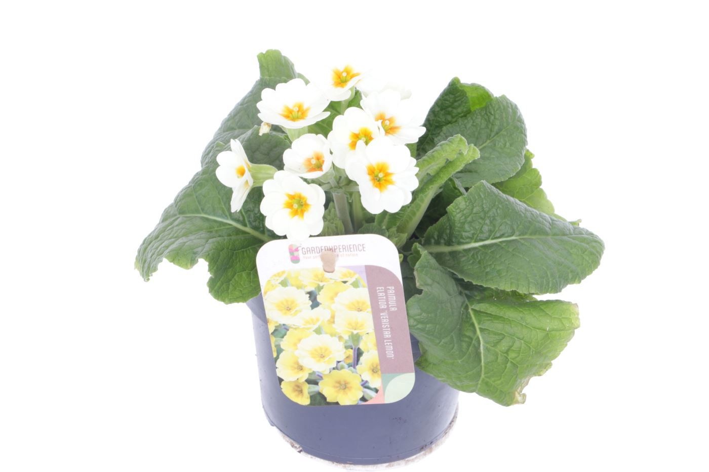 Primula elatior Eternity, D 13