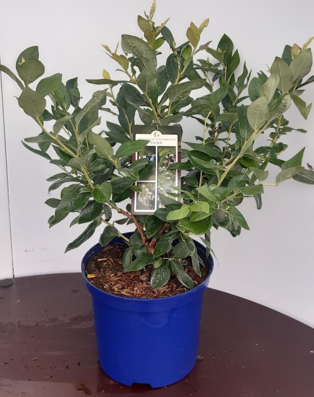 Vaccinium corymbosum Duke, D 22 cm