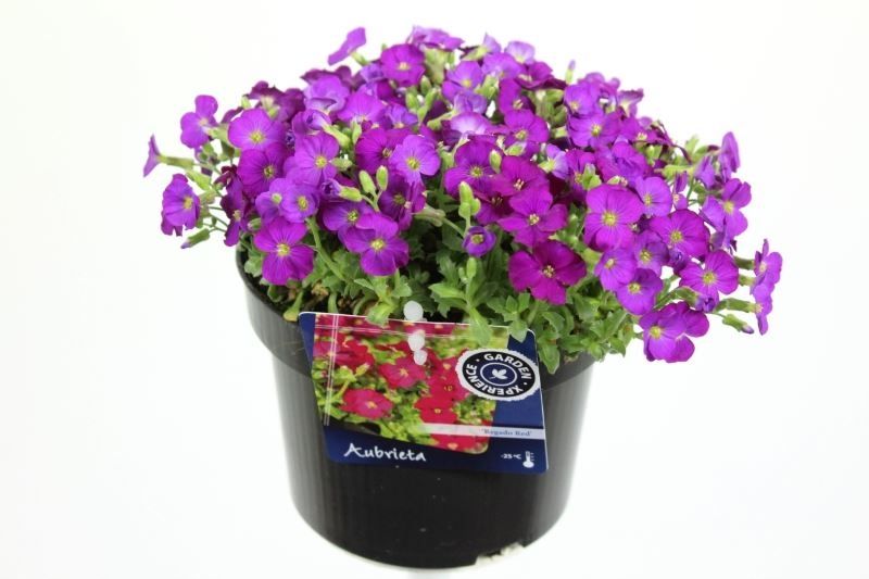 Aubrieta regado Red, D 17