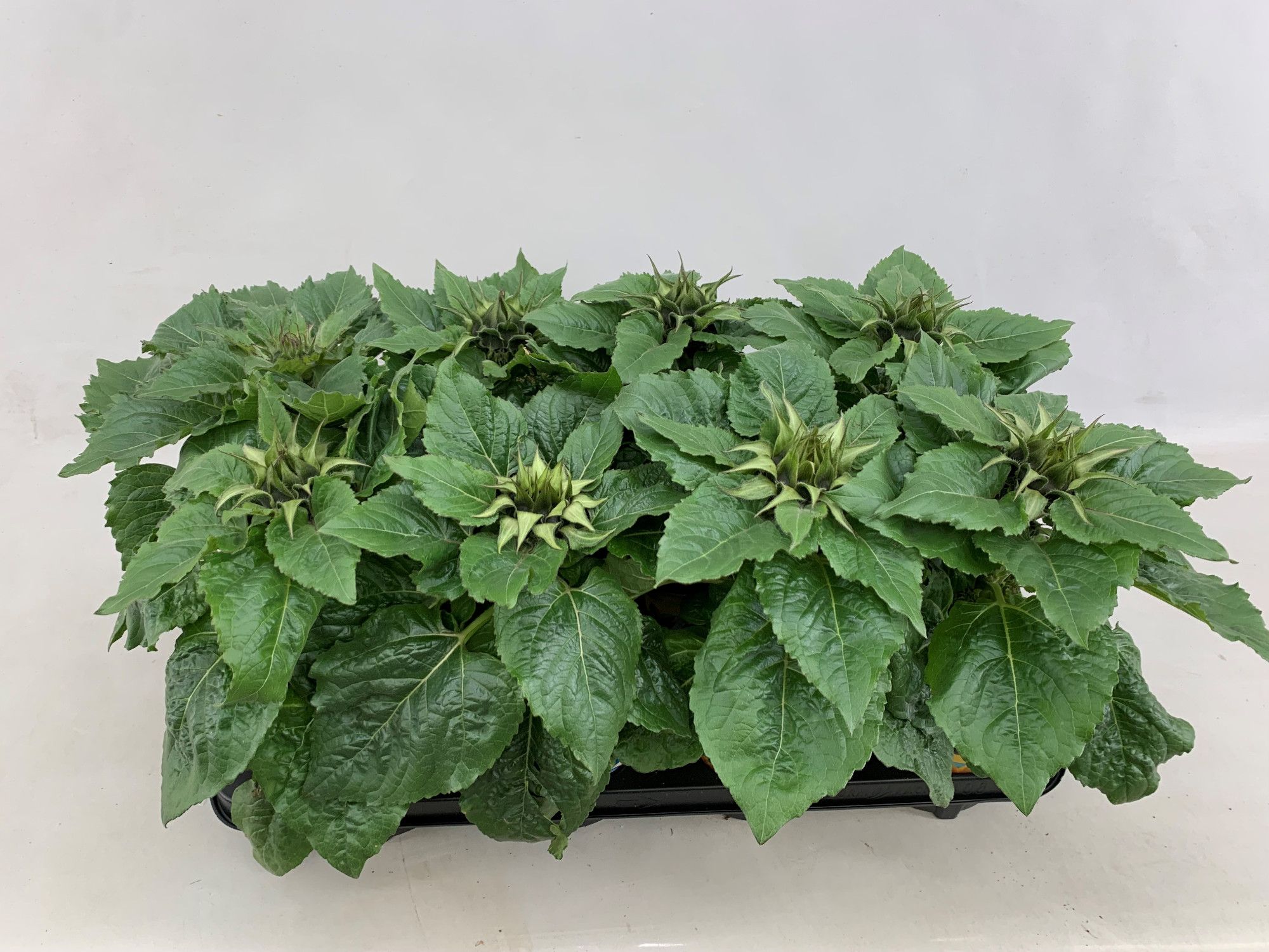 Helianthus Sunsation - stadium 0 - gesloten, D 13