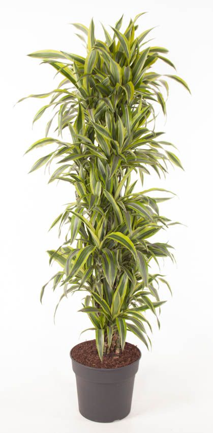 Dracaena Lemon Lime vertakt P34, D 34
