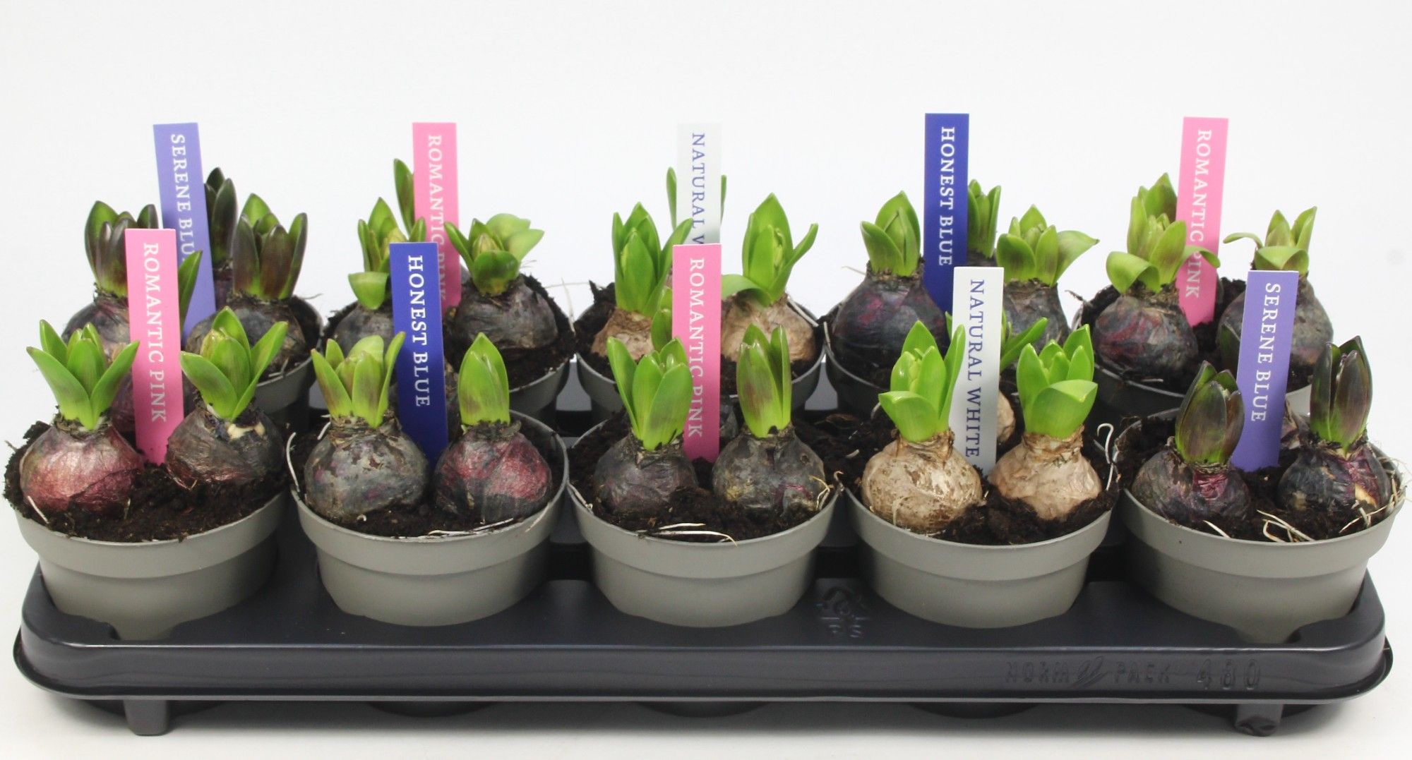 HYACINT MIX 12 KLOK ETIKET, D 12