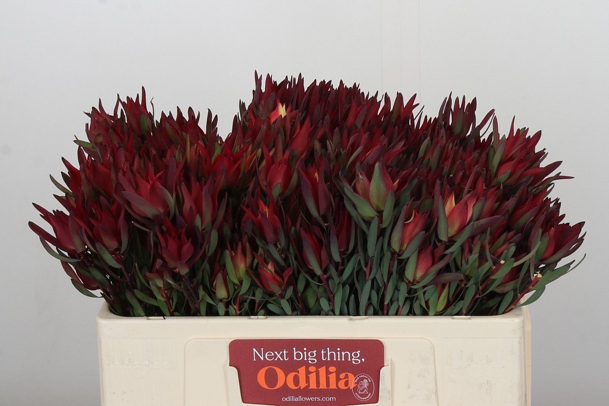 Леукадендрон Блаш 50, шт.