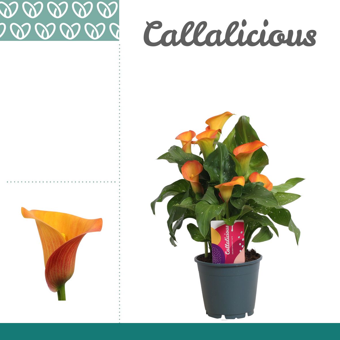 Zantedeschia (Calla) Oranje, D 14